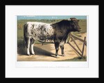 Shorthorn Bull 'Ironclad' by Anonymous