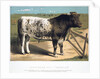 Shorthorn Bull 'Ironclad' by Anonymous