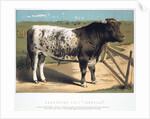 Shorthorn Bull 'Ironclad' by Anonymous