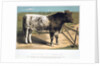 Shorthorn Bull 'Ironclad' by Anonymous