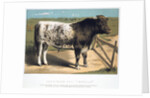 Shorthorn Bull 'Ironclad' by Anonymous