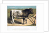Shorthorn Bull 'Ironclad' by Anonymous