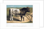 Shorthorn Bull 'Ironclad' by Anonymous