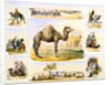 Camels and their uses by Anonymous