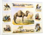 Camels and their uses by Anonymous