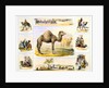 Camels and their uses by Anonymous