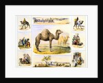 Camels and their uses by Anonymous