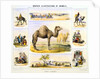 Camels and their uses by Anonymous