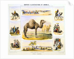 Camels and their uses by Anonymous