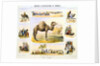 Camels and their uses by Anonymous