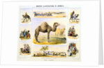 Camels and their uses by Anonymous