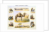 Camels and their uses by Anonymous