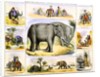 Elephants and their uses by Anonymous