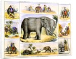 Elephants and their uses by Anonymous
