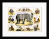 Elephants and their uses by Anonymous