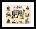 Elephants and their uses by Anonymous
