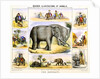 Elephants and their uses by Anonymous