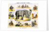 Elephants and their uses by Anonymous