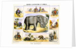 Elephants and their uses by Anonymous