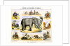 Elephants and their uses by Anonymous