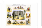 Elephants and their uses by Anonymous