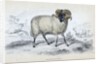 Black Faced Ram by Anonymous