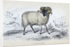 Black Faced Ram by Anonymous