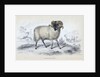 Black Faced Ram by Anonymous