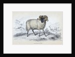 Black Faced Ram by Anonymous