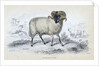 Black Faced Ram by Anonymous
