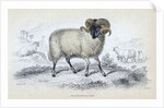 Black Faced Ram by Anonymous