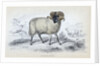 Black Faced Ram by Anonymous