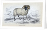 Black Faced Ram by Anonymous