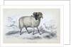 Black Faced Ram by Anonymous
