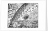 Engraving of a man discovering the point where earth and the sky meet by Anonymous