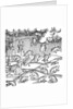 Rain of frogs recorded in 1355 by Anonymous