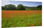 Poppy field, Chiusi, Italy by Anonymous