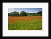 Poppy field, Chiusi, Italy by Anonymous