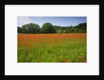 Poppy field, Chiusi, Italy by Anonymous