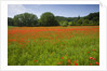Poppy field, Chiusi, Italy by Anonymous