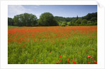 Poppy field, Chiusi, Italy by Anonymous