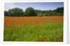 Poppy field, Chiusi, Italy by Anonymous