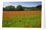 Poppy field, Chiusi, Italy by Anonymous