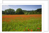 Poppy field, Chiusi, Italy by Anonymous