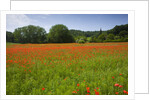 Poppy field, Chiusi, Italy by Anonymous