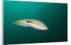 Rainbow Wrasse by Anonymous