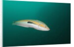 Rainbow Wrasse by Anonymous