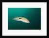 Rainbow Wrasse by Anonymous
