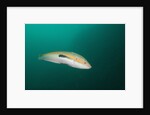 Rainbow Wrasse by Anonymous