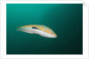 Rainbow Wrasse by Anonymous